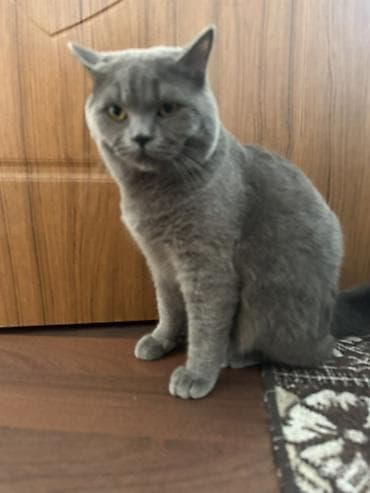 Pişiklər: Britan, Erkək, Yaxşı əllərə — 2