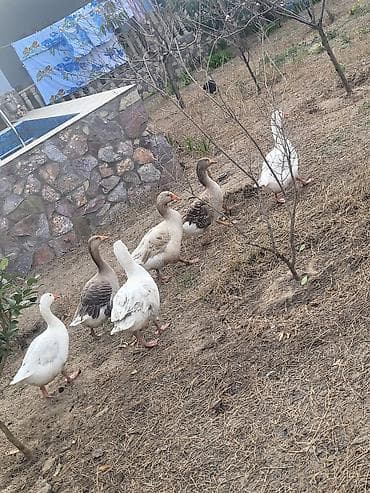 pisik ucun bit dermani: Qaz sürüsü satılır - Növ: Ağ və boz yerli qazlar (qarışıq rənglər) - — 1