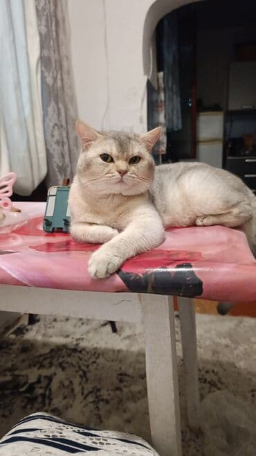 мейн кун купить в баку: Şinşilla, Erkək, Cütləşmə üçün, Ödənişli çatdırılma — 1