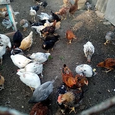 herəti: Məhsul: Ev şəraitində bəslənmiş fərqli cins yumurta və ətlik toyuqlar — 5