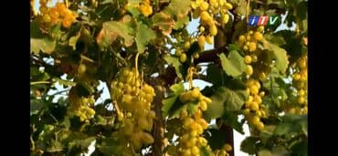 Üzüm Ağacları Satılır Öz həyətimizin Məhsullarıdı Hər cur Növdə Üzüm