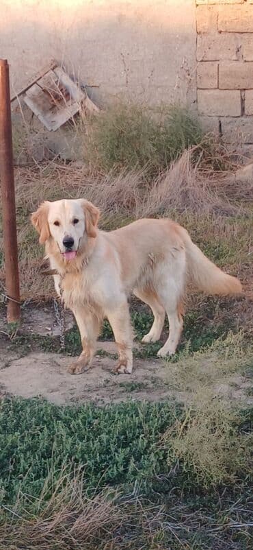 İtlər: Retriever, 10 ay, Erkek, Peyvəndli, Ödənişli çatdırılma — 1