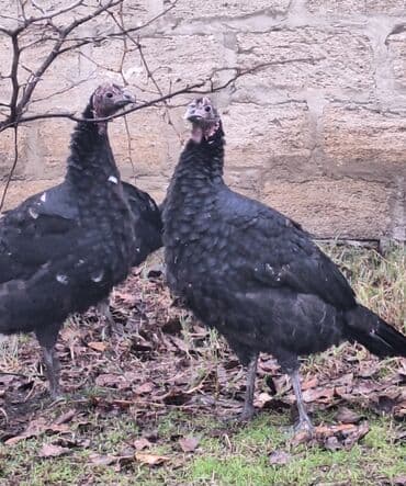 Hunduşkalar 7 ədəd dişi super saglam kəsim və damazlıg üçün. Cəm