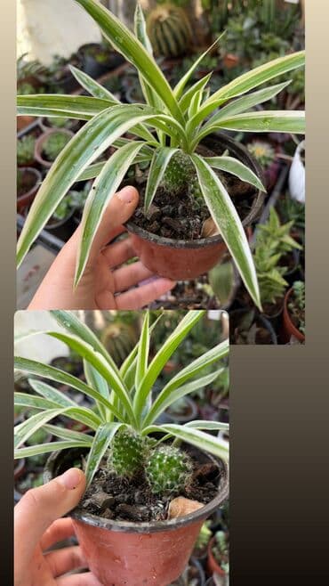 gül toxum satışı: , qiymət müxtəlifdir. Vatsapp mövcuddur!. Çatdırılma metrolara — 7