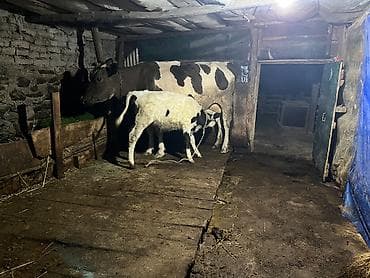Super ana bala inek satilir. Yaninda ivanofka disi danasi var. Hal