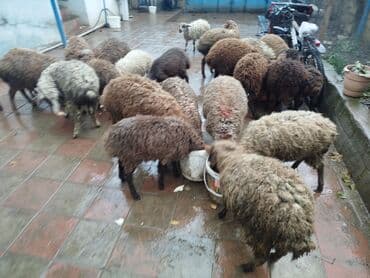 Digər heyvanlar: Məhsul: Qoyun sürüsü 16 quzudu 6 erkek 10 dişi biri 235 lə kom alana — 1