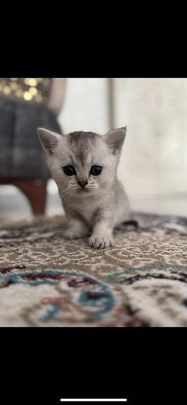 Heyvanlar: Britan, Dişi, Ünvandan götürmə — 2