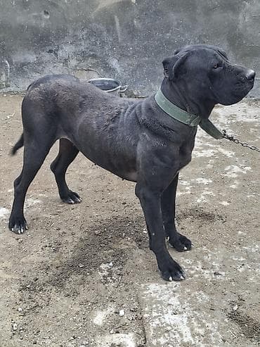 pekines satilir: Kane-Korso, 10 ay — 7