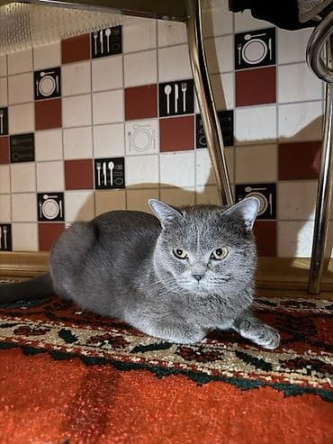 van pişik: Britan, Erkək, Yaxşı əllərə — 2