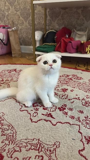 it pişik: Britan — 5