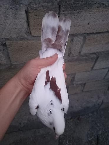 quşlar goyərcin: Oynaq erkeydi. Ağ rəng üstünlük təşkil edən, qəhvəyi ləkəli gözəl ev — 3