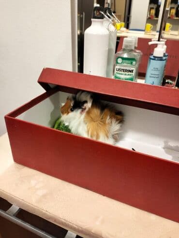 hamster: Svinka Hamster Xamyak — 1