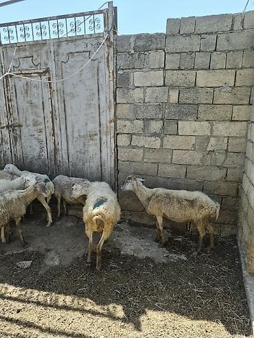 dişi quzu: Qoyun sürüsü satılır - Növ: yerli qarabaş/qoyun mixi (ağ və tünd — 8