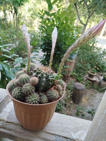 Kaktus satilir.çiçek açir