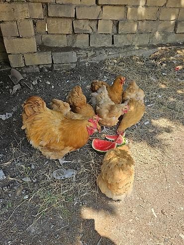 lider toyuqları: Toyuq, Orpington, Yumurtalıq, Ödənişli çatdırılma — 1
