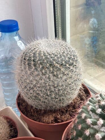 advent calendar qiymeti: Kaktuslar fərqli qiymətlərlə — 4