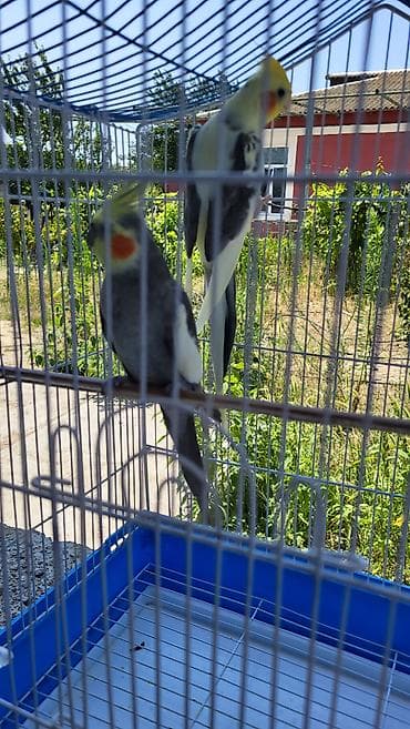 Попугаи: Oz quslarimdi evde korpe olduguna gore baxmaq mumkun olmur deye — 9