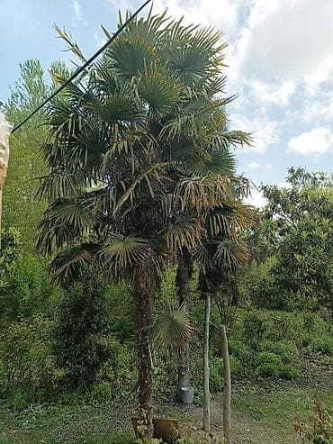 bitki: Trachycarpus fortunei (Yaponiya külək palması) – həyətyanı sahələr — 1