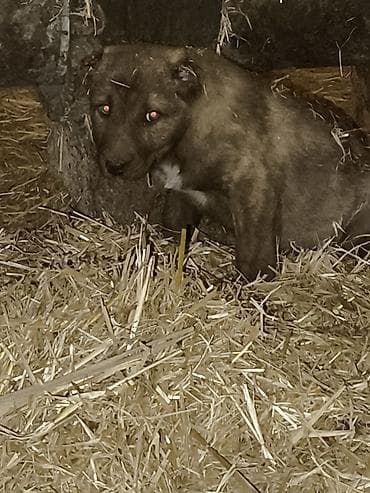 pulsuz heyvan: Erkey Qurtbasar — 1