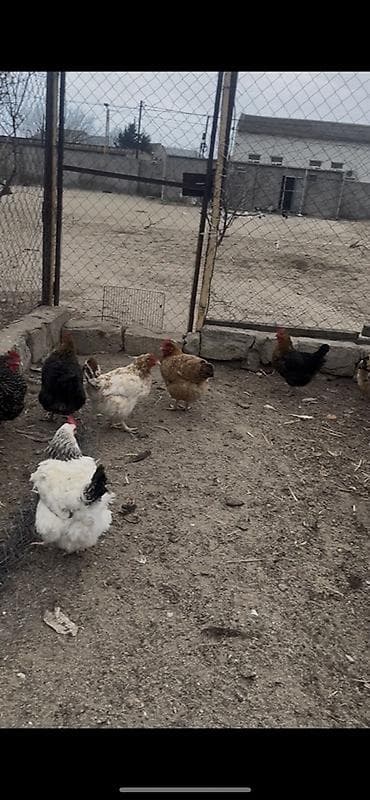 rotveyler satilir: Salam hər vaxdınız xeyir bu toyuqlar satılır öz həyətimin — 5