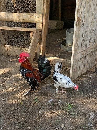 lal ordəklərin satışı: Cüt yaponka satılır. Qiymət cütünə aiddir. Barterdə mümkündür . Ünvan — 1