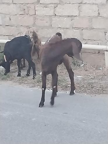 Qoyunlar, qoçlar: Saf qan təmiz hələb təkəsi, onnan dönmə çəpişlər, Ana-bala qoyunlar. 2 — 3