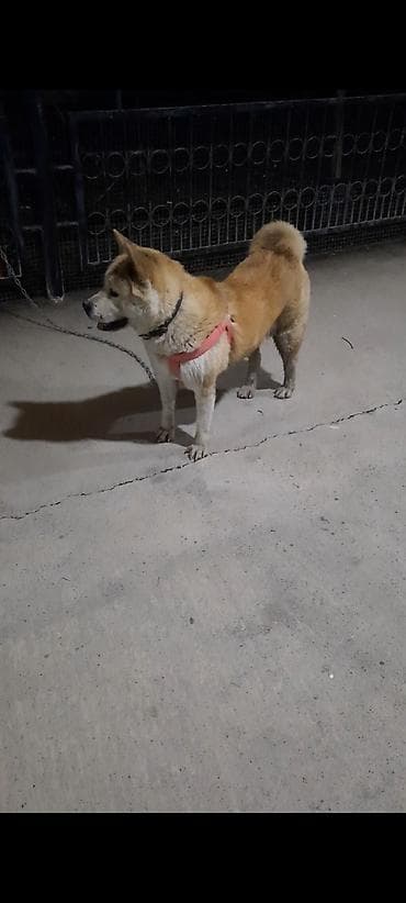 İtlər: Akita-inu, 3 ay, Dişi — 2