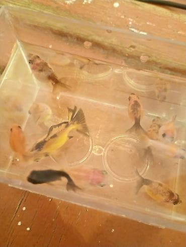 akvarium bitkisi: Qızıl balıq, Sülhsevər — 3