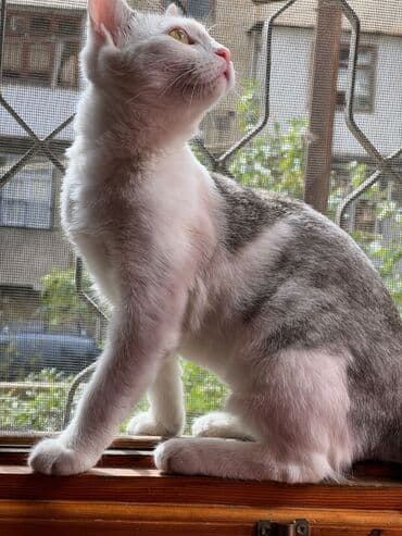 pişik biti: Tabbi, Dişi, Yaxşı əllərə — 1