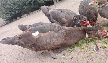 lal ördək: Salam 5 disi 3 ərkeydi heyvanar yumurtdayir tek tek disiler 30 çanat — 1