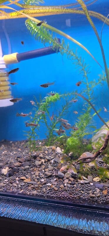 it ve qiz sekilleri: Quppi, Sülhsevər — 5