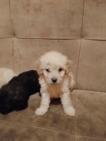 it satilir ucuz: Pudel, 1 ay — 6