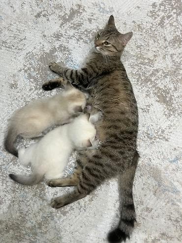 британская шиншилла: Шиншилла — 8