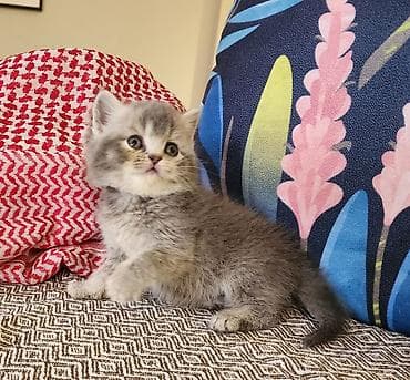 britan pisik: Britan — 3