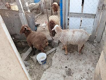 Qoyun və quzular – 2 baş. 2erkek. 1ni. ayagi qirilib topugdan eyri lalafo.az -da Qoyun və quzular – 2 baş. 2erkek. 1ni. ayagi qirilib topugdan eyri