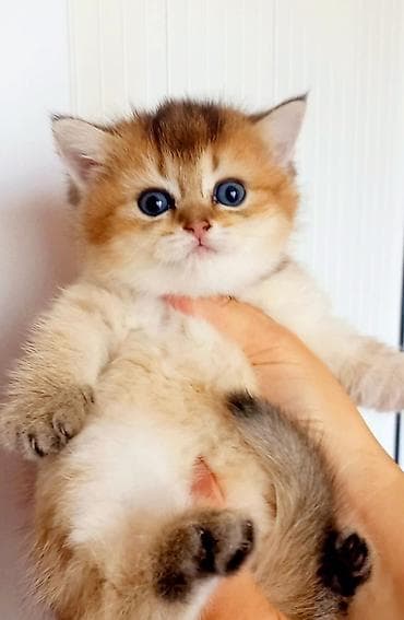 Britan, Erkək, Dişi, Yaxşı əllərə, Ünvandan götürmə