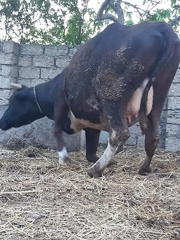 simental erkek dana: Qara şives 20 gunu qaoib dogmaga 3 cu qarina unvan bine savxoz — 4
