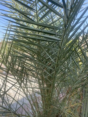 meyvə ağac: Xurma ağacı.22 illik ağacdı.Meyvəsi də var — 8