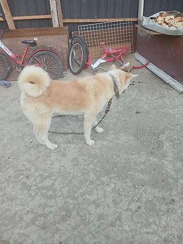 çəpiş satışı: Akita-inu, 1 il, Dişi — 1