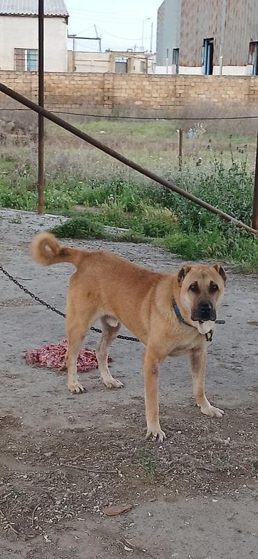 koker spaniel satilir: Qurdbasar, 2 il, Erkek, Peyvəndli, Rayonlara çatdırılma — 2