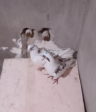 İtlər: Ucan cins — 3