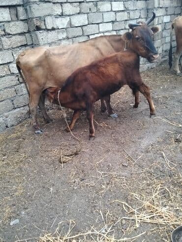 inəyin öd daşı: Dişi, il: 6, Südlük, Damazlıq, Ünvandan götürmə — 1