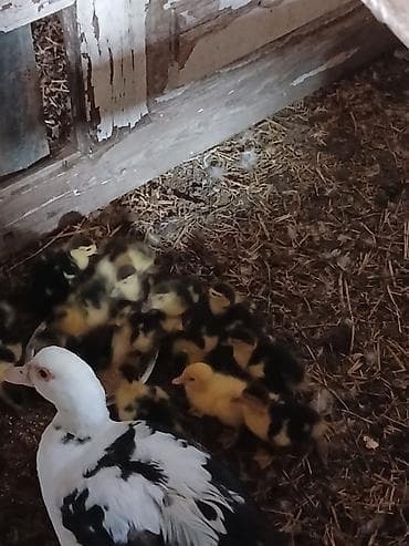 15 dene bala biri 6 m fikri ciddi sexsler narahat elesin