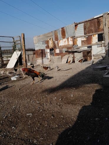 pişik şəkilləri: Məhsul: Xoruz (yerli döyüş/əsilzadı tipli) Təsvir: - Uzun bədənli — 8