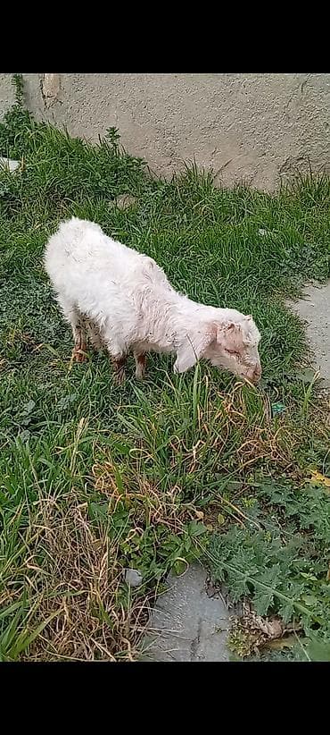 Eşşəklər: Erkey cepis.aq rengde olandi 2 aydan coxdu.yem yeyir — 1