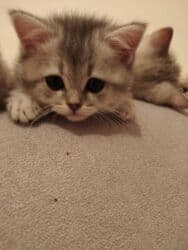 Şinşilla, Erkək, Yaxşı əllərə, Ünvandan götürmə lalafo.az -da Şinşilla, Erkək, Yaxşı əllərə, Ünvandan götürmə