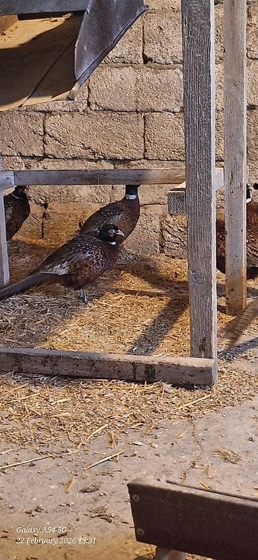 Птицы: Xoruzlar satilir — 8