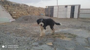 сколько стоит миниатюрный пудель: 1 год, Самец, Самовывоз — 4