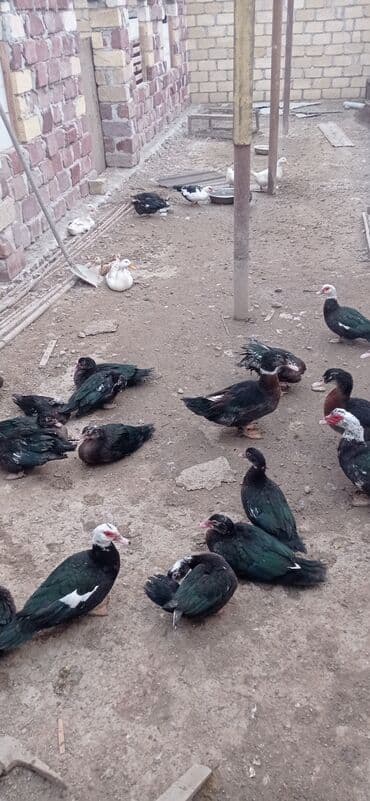 Dişi, | Lal ördək, Damazlıq lalafo.az -da Dişi, | Lal ördək, Damazlıq