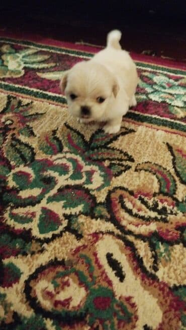 it gəncə: Pekines, 2 ay, Dişi — 5